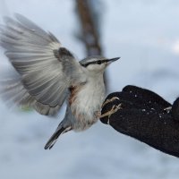 За  семечками! :: Галина Нестратова