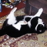 Баловень :: Людмила Смородинская