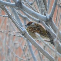 В мороз птицам холодно, - подкормите! :: Татьяна Лютаева