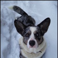 Чак на даче :: Ольга Довженко Чак на даче :: Ольга Довженко