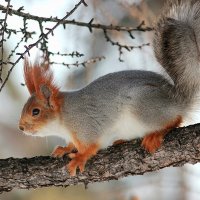 Алтайская- телеутка :: елена беликова