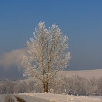 Зима старалась, как могла, глаз ночью не смыкала. Из снега полотно ткала, из инея вязала. :: nadyasilyuk Вознюк