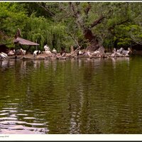 Венгрия , Будапешт  Зоопарк  2019Г :: ujgcvbif 