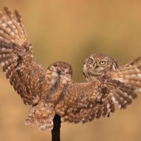 *** :: Евгений Фруман