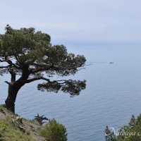 Природа Крыма :: Amazing Cosmea