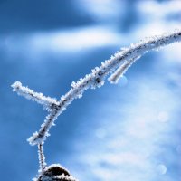 Морозец :: Владимир 