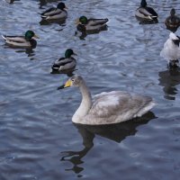 Лебедь-подросток :: Наталия Григорьева Лебедь-подросток :: Наталия Григорьева