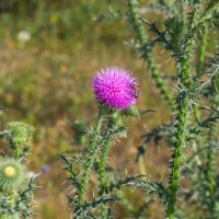 Краски лета. Цветущий чертополох. :: Алексей Трухин