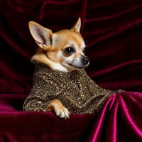 Всех с Наступающим Новым Годом :: Юрий Яньков