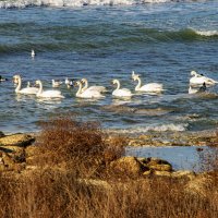 Лебеди :: Анатолий Чикчирный Лебеди :: Анатолий Чикчирный