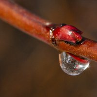 отражение в капельке дождя :: Римма Волченко отражение в капельке дождя :: Римма Волченко