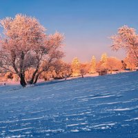 frost :: Elena Wymann