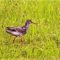 На скошенном лугу :: Валентин Котляров На скошенном лугу :: Валентин Котляров