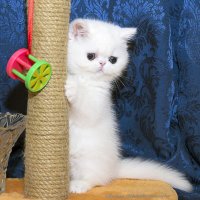 ... :: Светлана Ищенко