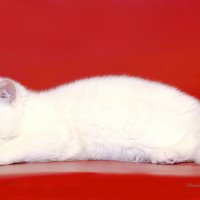 ... :: Светлана Ищенко