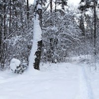 Зимний лес. :: Милешкин Владимир Алексеевич Зимний лес. :: Милешкин Владимир Алексеевич
