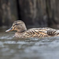 шилохвост самка. :: юрий макаров шилохвост самка. :: юрий макаров