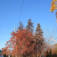 прекрасный октябрь :: Елена Шаламова