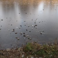 прошлогодний январь :: Елена Шаламова