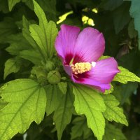 Гибискус сирийский :: Валентин Семчишин