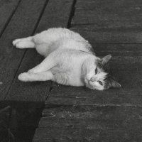 Котик :: Павел Питерский 