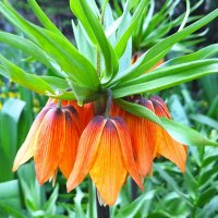 Рябчик :: Наталья 