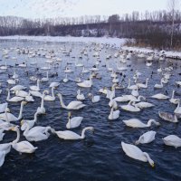 На озере Светлом.Алтай :: Наталия Григорьева