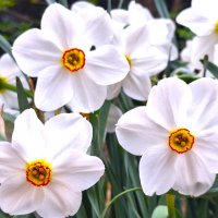 цветы :: Наталья 