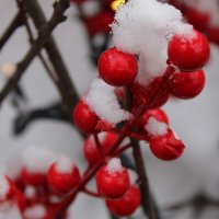 Рябина в снегу :: Аннушка 