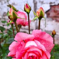 Роза :: Наталья 