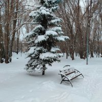 Холодно, холодно елочке зимой :: Надежда 