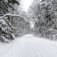 Лес в Рождественский день. :: Милешкин Владимир Алексеевич 
