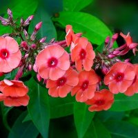 Флоксы :: Наталья Куликова