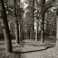 Аллея в парке :: Наталья 