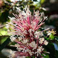 Клеродендрум :: Dmitry i Mary S