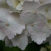 Легки рождественские дни..... :: Алёна Савина Легки рождественские дни..... :: Алёна Савина