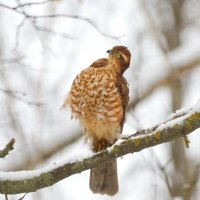 Ты тута? И я тута! :: Татьяна Бравая Ты тута? И я тута! :: Татьяна Бравая