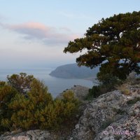 Природа Крыма :: Amazing Cosmea