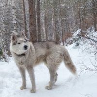 Попутчик! :: Марина Фомина.