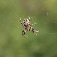 Паук. :: Александр. AVG100 --- Паук. :: Александр. AVG100 ---