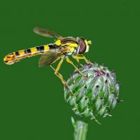 --------------- :: igor G.