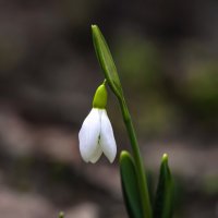 Рождество :: Валерий Басыров