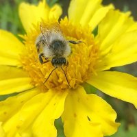 Шмелик на бархатце. :: оля san-alondra