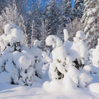 Зимний день :: Ольга Митрофанова