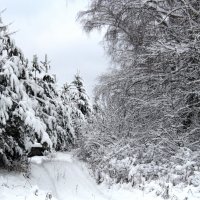 Зимняя дорога. :: Маргарита ( Марта ) Дрожжина