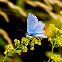 опять про бабочек...287 :: Александр Прокудин