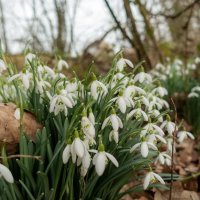 Подснежники... :: Николай Гирш