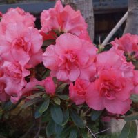 Азалия :: Сапсан 