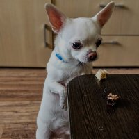 этот взгляд когда хочется вкусняшку :: Ольга Косачова