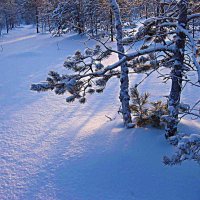 Декабрь...Студеное утро в тайге! :: Владимир Декабрь...Студеное утро в тайге! :: Владимир